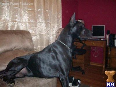 Stud Dogs - Great Dane
